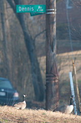 Branta hutchinsii hutchinsii