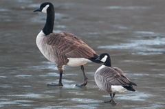 Branta hutchinsii hutchinsii