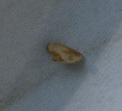 Tortricidia testacea