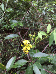 Callaeum macropterum