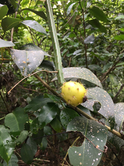 Selenicereus spinulosus
