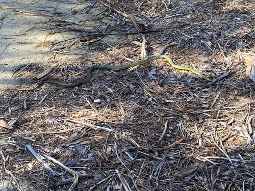 Common Tree Snake sighting
