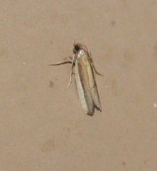 Tampa dimediatella
