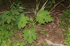 Cnidoscolus aconitifolius