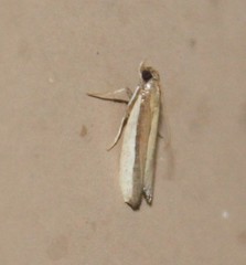 Tampa dimediatella