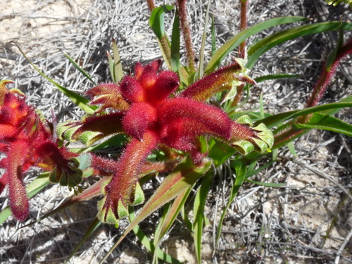 Anigozanthos kalbarriensis