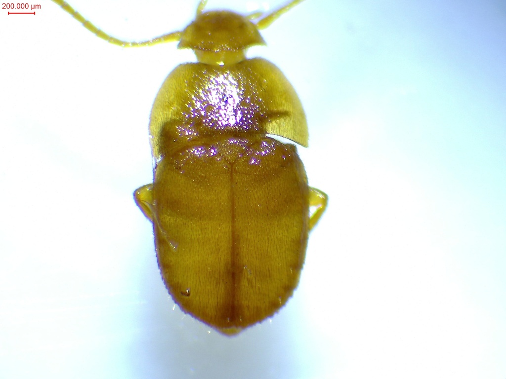 Leptinus testaceus