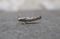 Argyresthia conjugella
