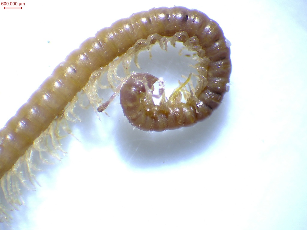 Blaniulus lichtensteini