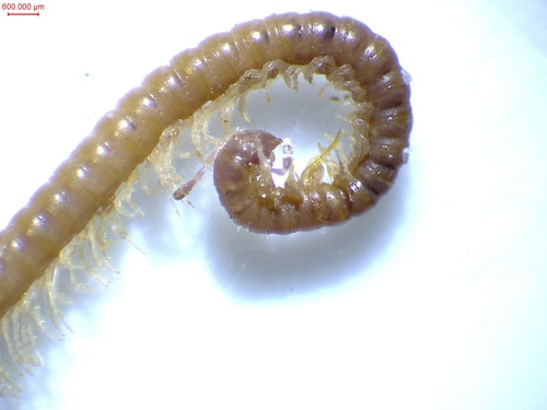 Blaniulus lichtensteini