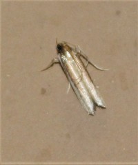 Tampa dimediatella