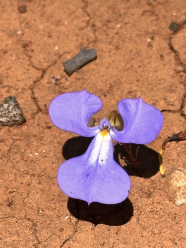Lobelia winifrediae