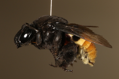 Belted Orchid bee