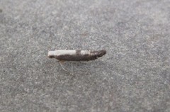 Argyresthia conjugella