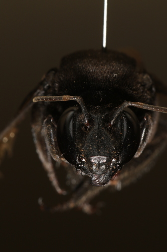 Belted Orchid bee photo 4