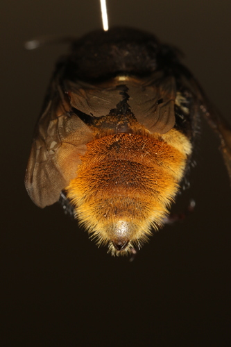 Belted Orchid bee photo 5