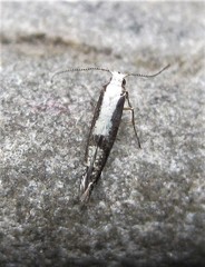 Argyresthia conjugella
