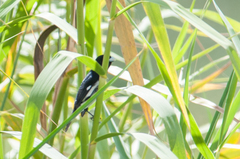 Sporophila luctuosa