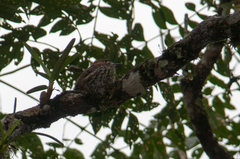 Micromonacha lanceolata