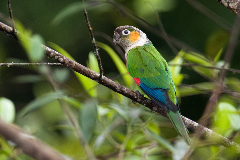 White-necked Parakeet (Pyrrhura albipectus) photo