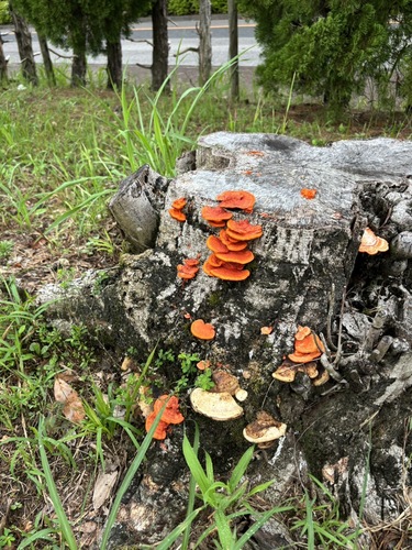 Trametes coccinea