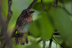 Malacoptila fulvogularis