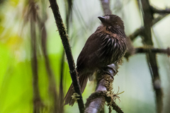 Malacoptila fulvogularis