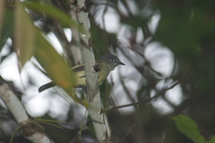 Phyllomyias griseiceps