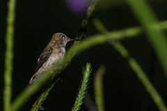 Lophornis stictolophus