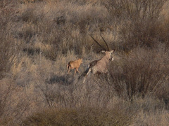 Oryx gazella