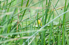 Pseudocolopteryx acutipennis