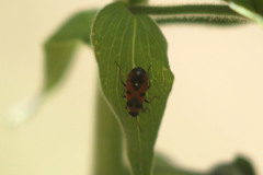 Horvathiolus superbus