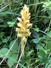 Orobanche flava