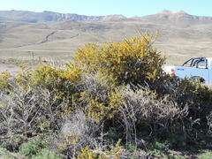 Berberis microphylla