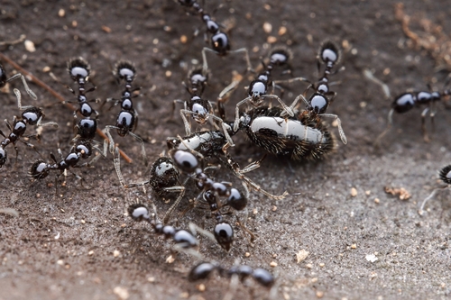 Little Black Ants photo 4