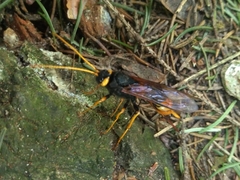 Urocerus gigas