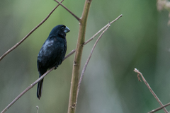 Black-Billed Seed-Finch photo 2