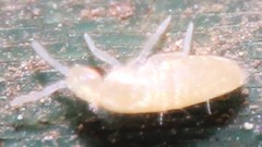 Pseudosinella