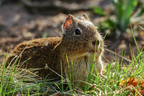 Lowland Yellow-toothed Cavy