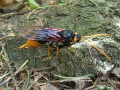 Urocerus gigas
