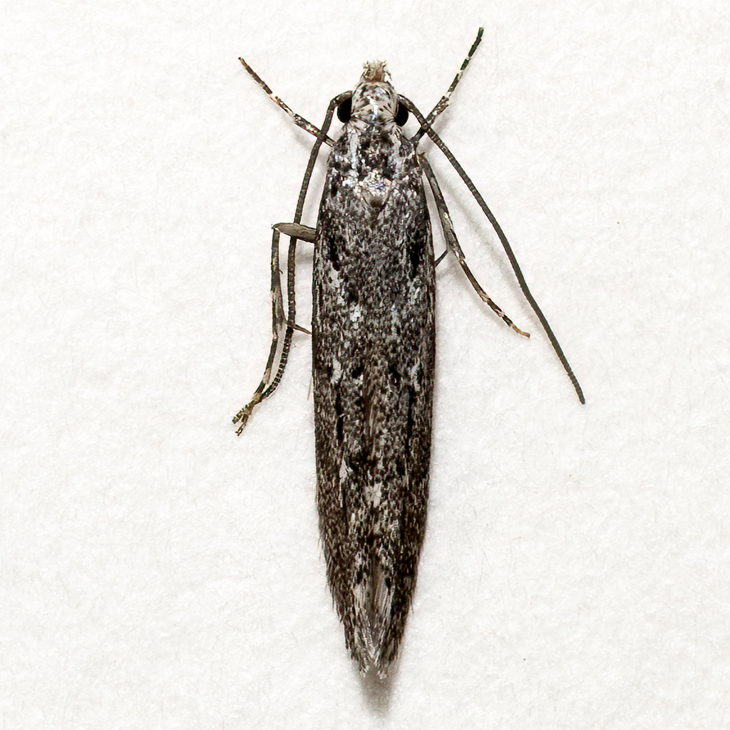 Coleotechnites mackiei