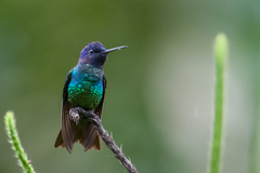Chrysuronia oenone