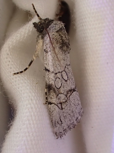 Sympistis sectilis