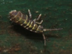Isotomurus palustris