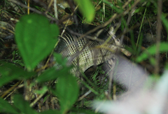 Greater Long-Nosed Armadillo photo 5
