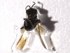 Pemphredonina