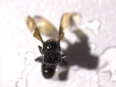 Pemphredonina