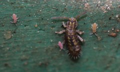 Isotomurus palustris