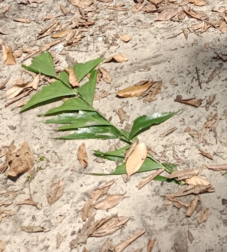Image of Caryota urens by (c) renjus box, some rights reserved (CC BY)