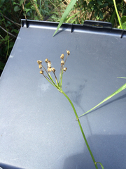 Packera schweinitziana